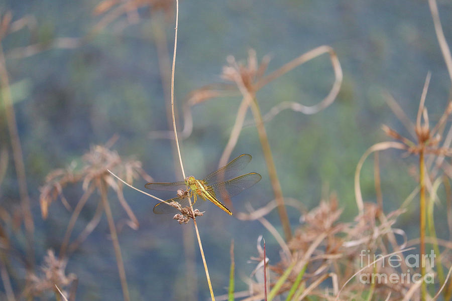 Golden Dragonfly with Marsh Backdrop Photograph by Carol Groenen