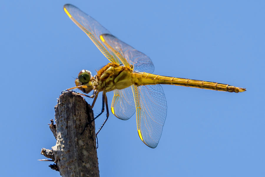 Golden Dragonfly Photograph by Wolfgang Stocker
