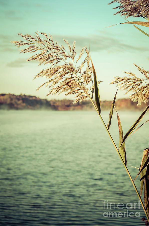 Golden Dreams Coastal Reed Botanical / Nature Photograph Photograph by PIPA Fine Art - Simply Solid