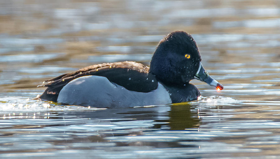Golden Drop on Ring-Necked Duck Photograph by Jeff at JSJ Photography