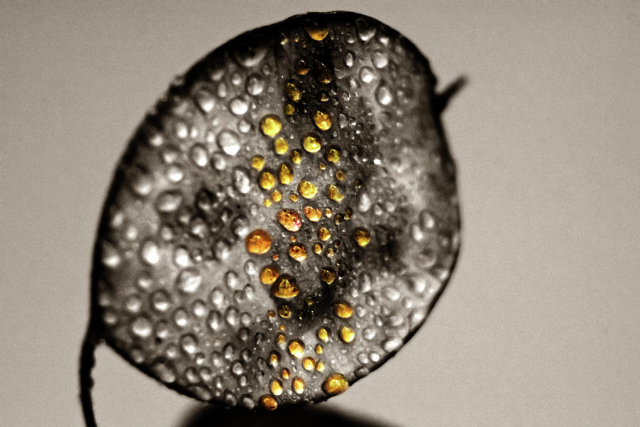 Golden Drops Photograph by Wolfgang Stocker