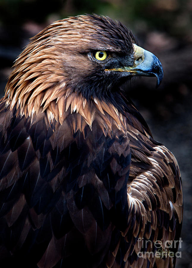 Golden Eagle 1 Photograph by David Millenheft