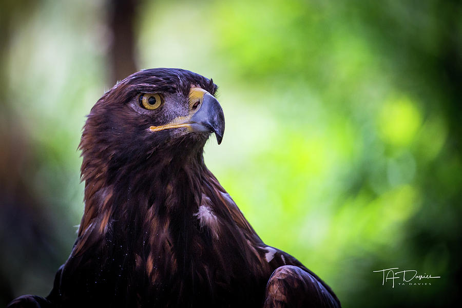 Golden Eagle 2 by T A Davies Golden Eagle 2 by T A Davies