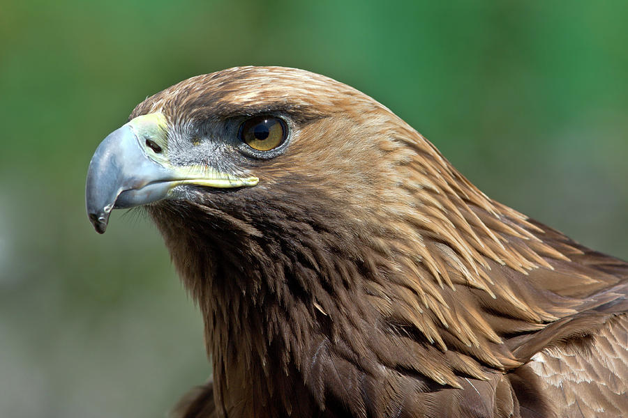 Golden Eagle Photograph by Aivar Mikko