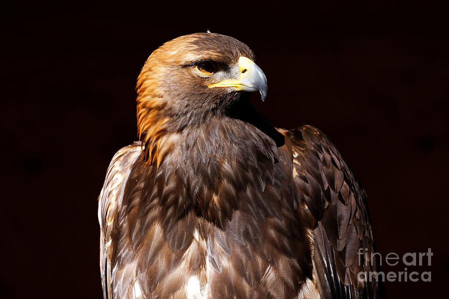 Golden Eagle - At Rest Photograph by Sue Harper
