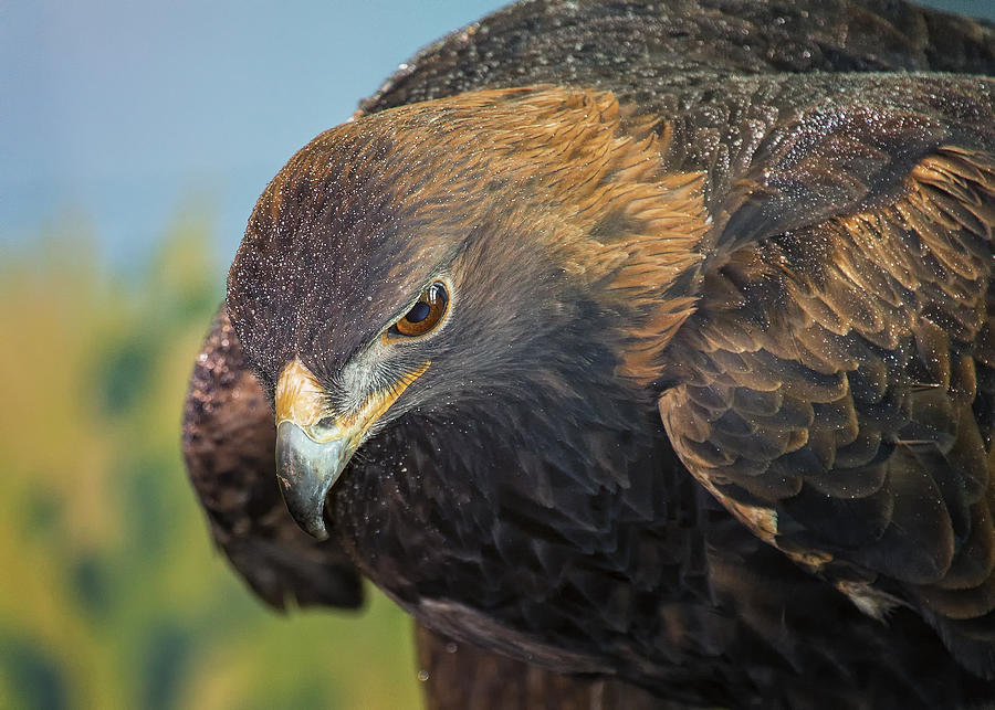 Golden Eagle Photograph by Bill and Linda Tiepelman