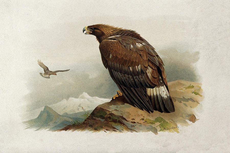 Golden Eagle by Thorburn Mixed Media by Movie Poster Prints
