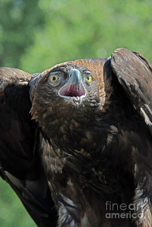 Golden Eagle Calling Out Closeup Portrait