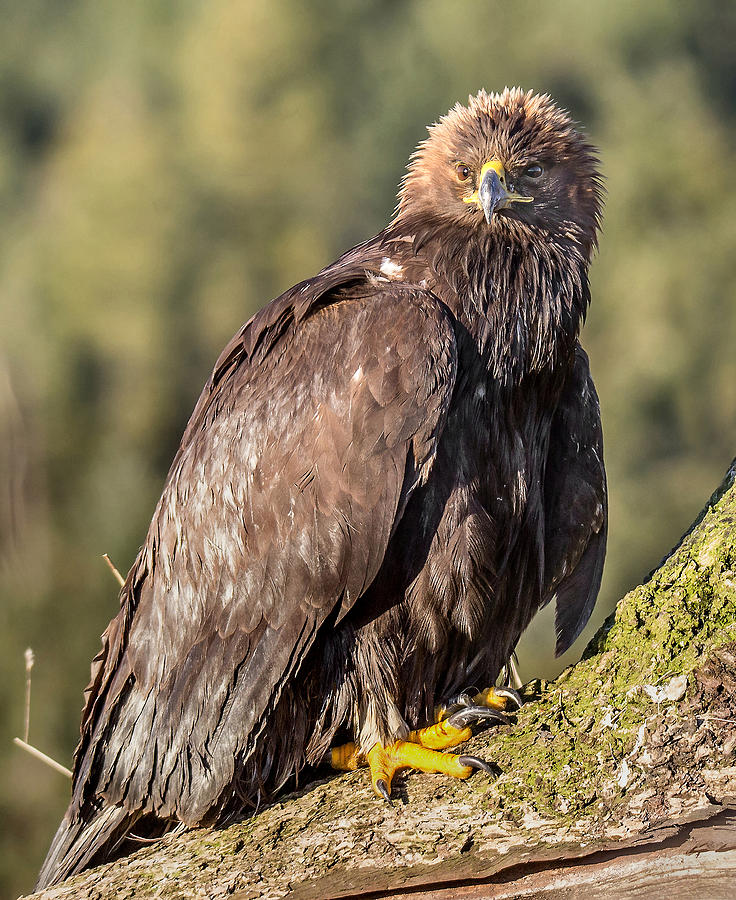 Golden Eagle Photograph by Carl Olsen