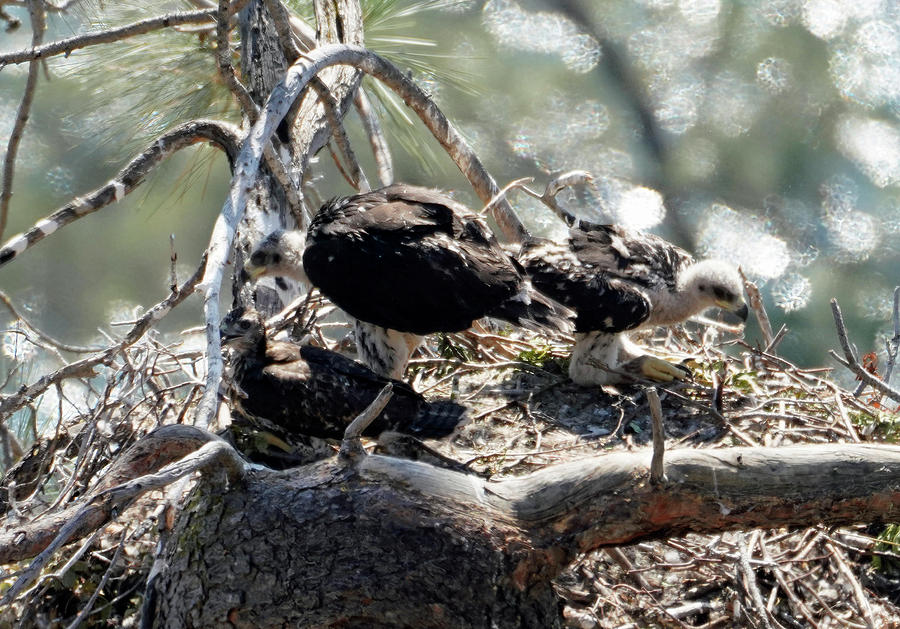 Golden Eagle Chicks With Red Tailed Hawk Chick