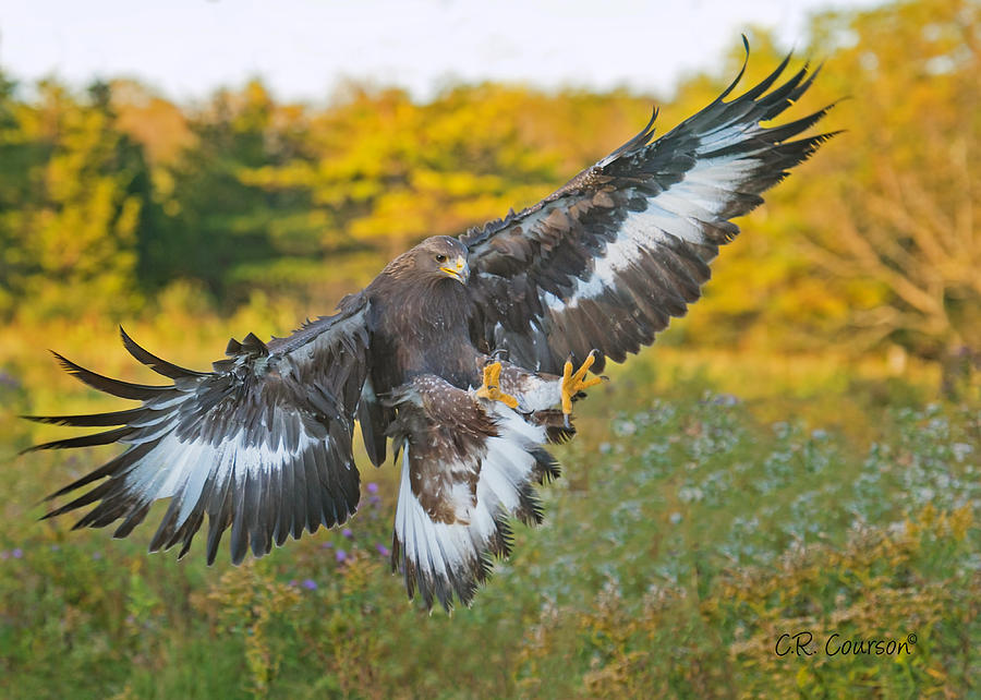 Golden Eagle Photograph by CR Courson