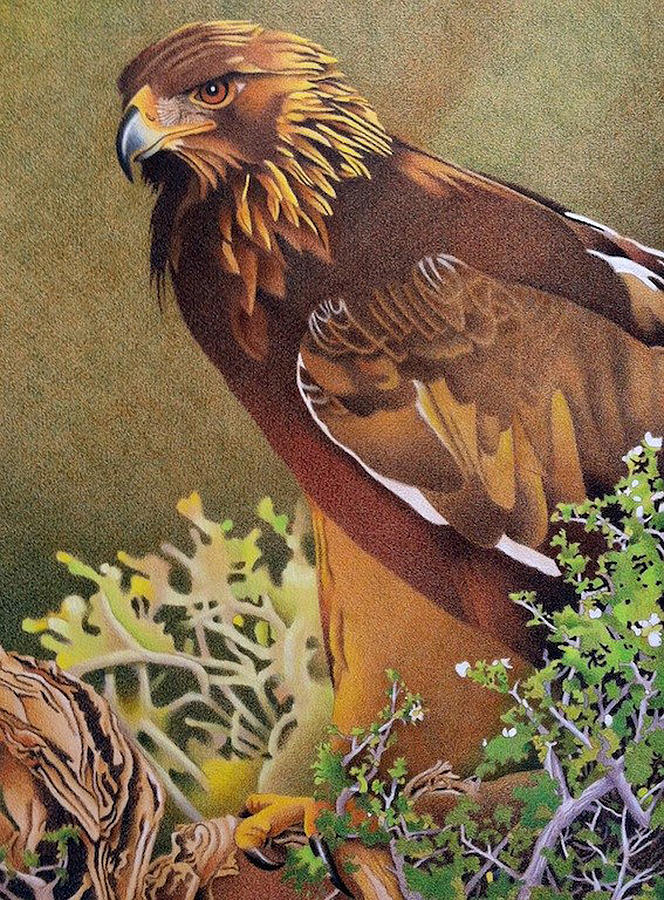 Golden Eagle Drawing by Dan Miller