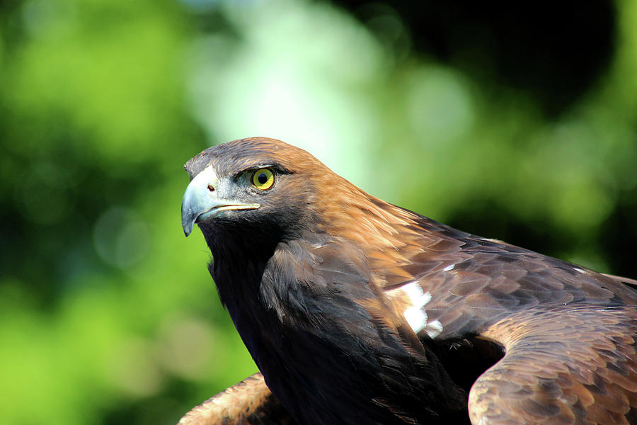 Golden Eagle Photograph by David Stasiak