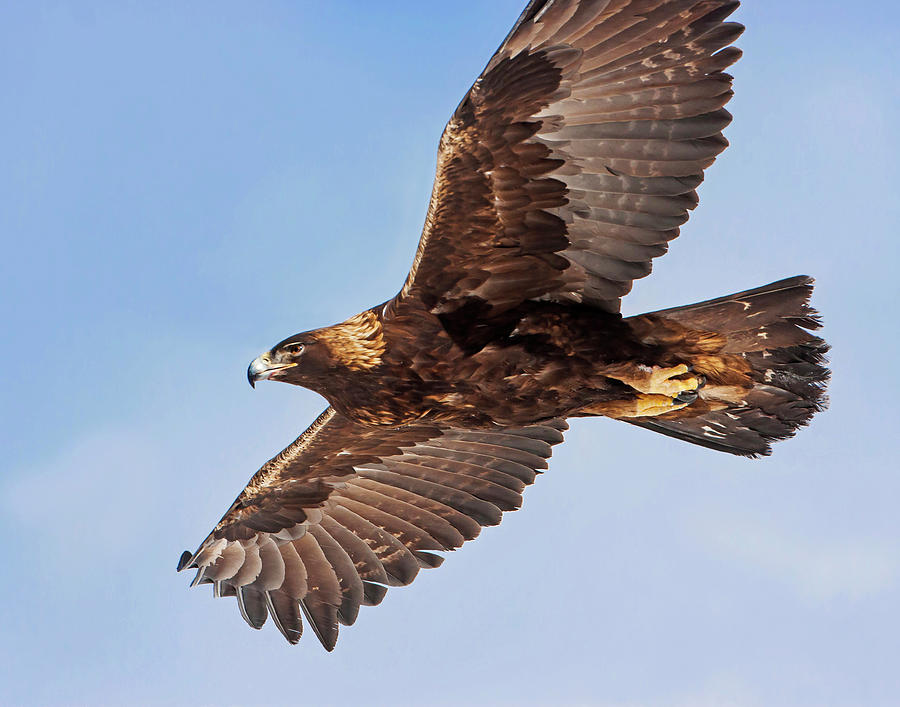 Golden Eagle Flight Photograph by Mark Miller