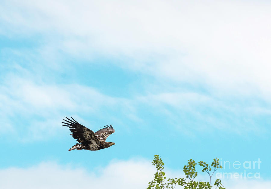 Golden Eagle flying Photograph by Les Palenik