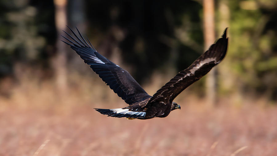 Golden Eagle flying Photograph by Torbjorn Swenelius