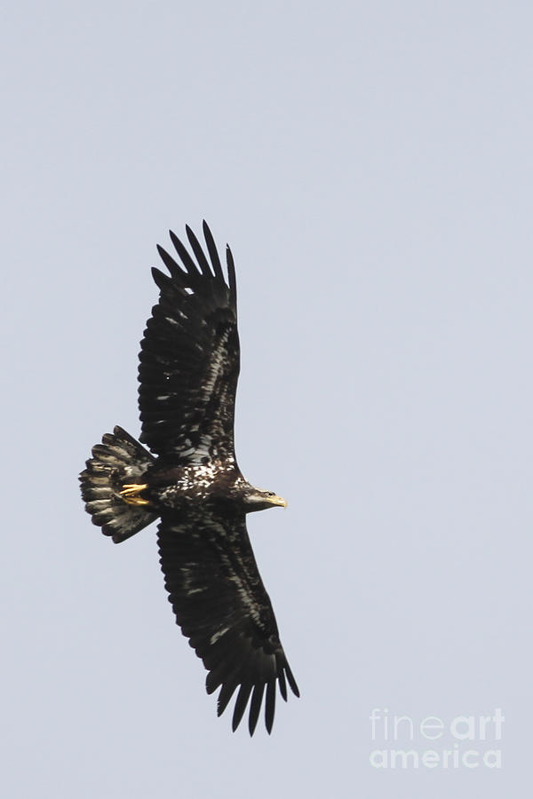 Golden Eagle In Flight