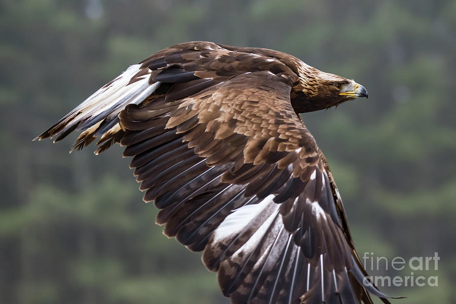 Golden Eagle in Flight Photograph by CJ Park