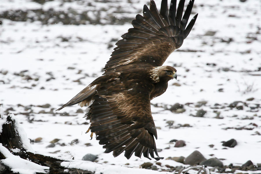 Golden Eagle in Flight Photograph by Gary Hall