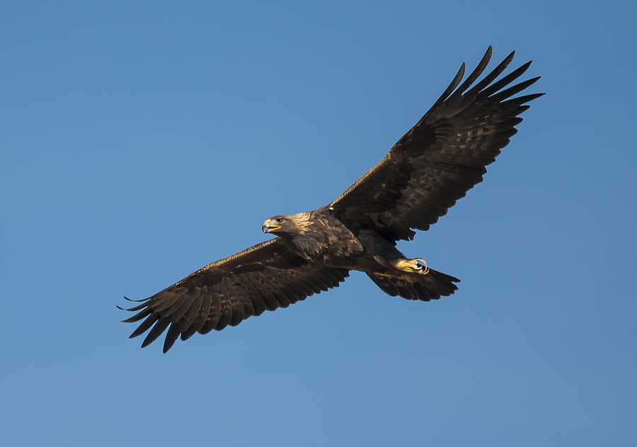 Golden Eagle in Flight Photograph by Loree Johnson