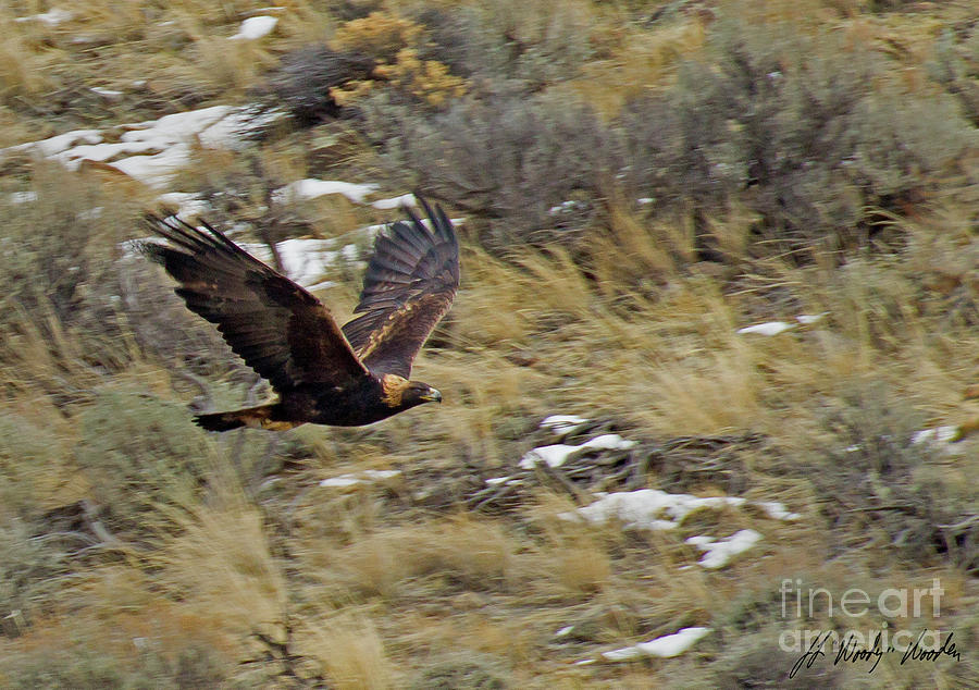 Golden Eagle In Flight-Signed-#8017 Photograph by J L Woody Wooden