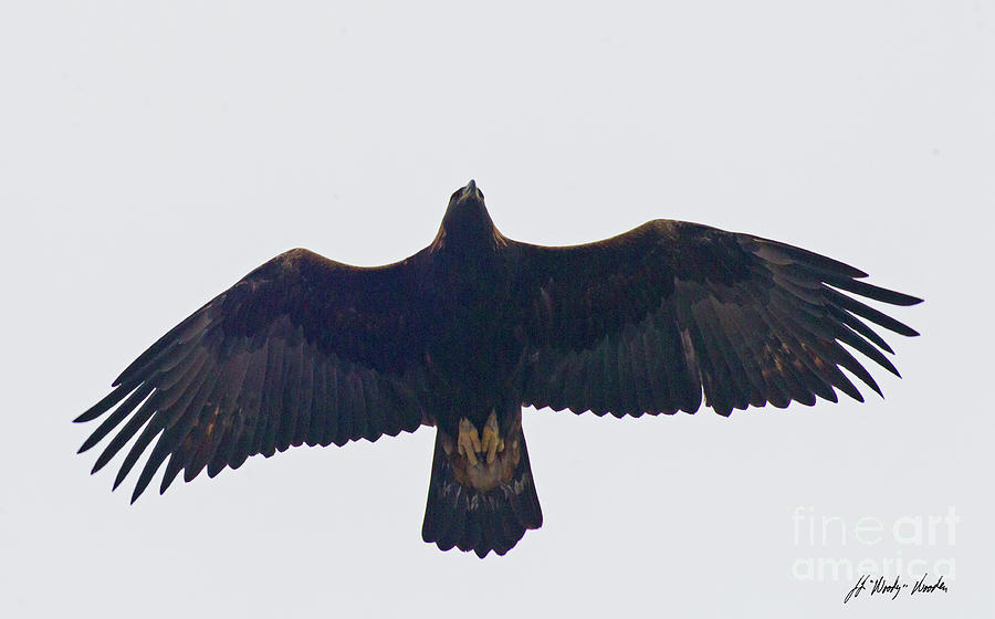 Golden Eagle In Flight-Signed-#8080 Photograph by J L Woody Wooden