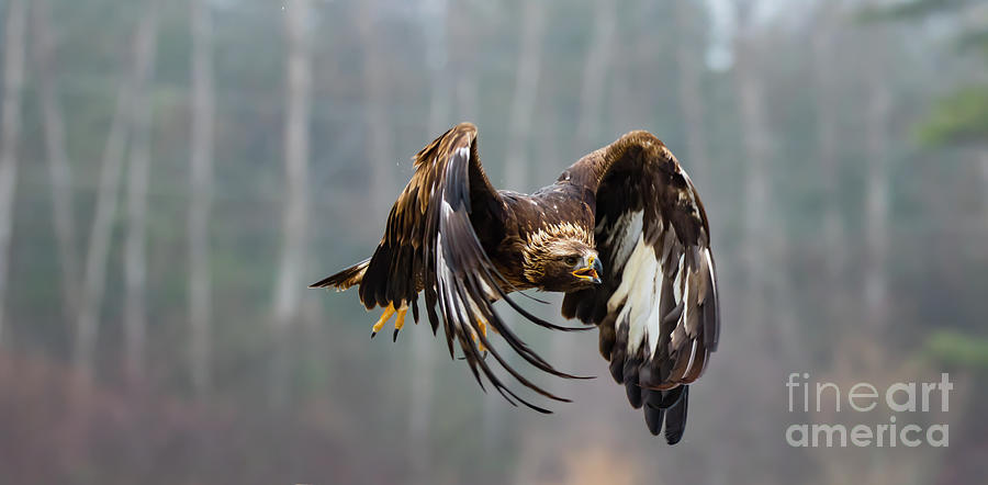 Golden Eagle - Juvenile Photograph by CJ Park