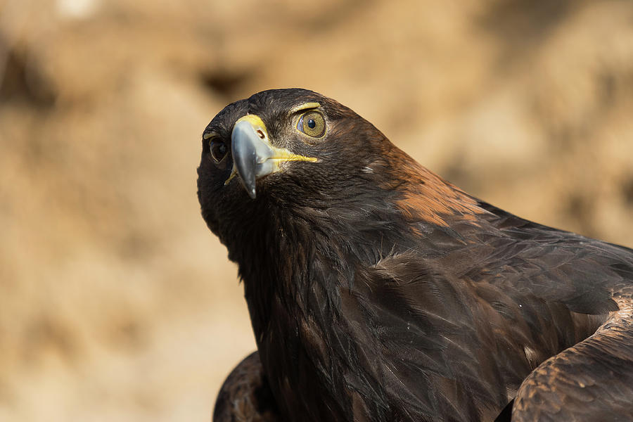 Golden Eagle Keeps Watch Photograph by Tony Hake