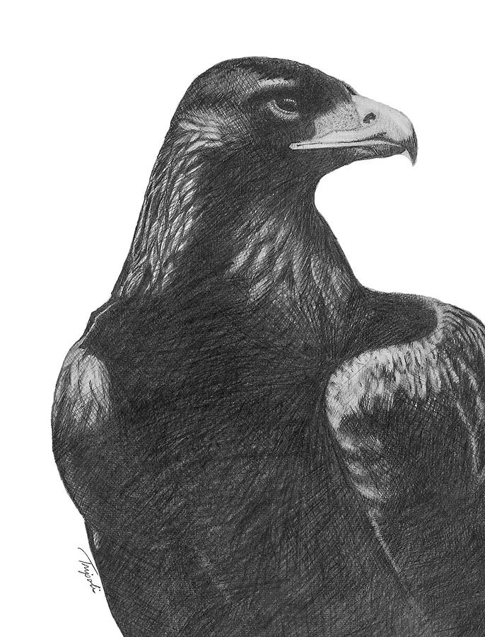 Golden Eagle Drawing by Lawrence Tripoli