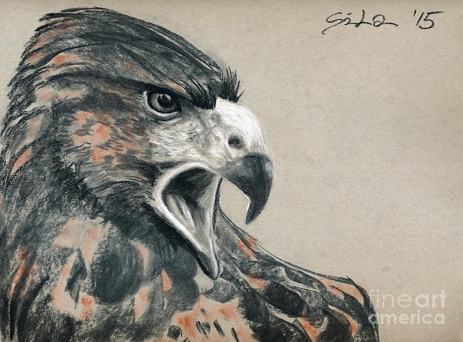 Golden Eagle Drawing by Lidija Ivanek - SiLa