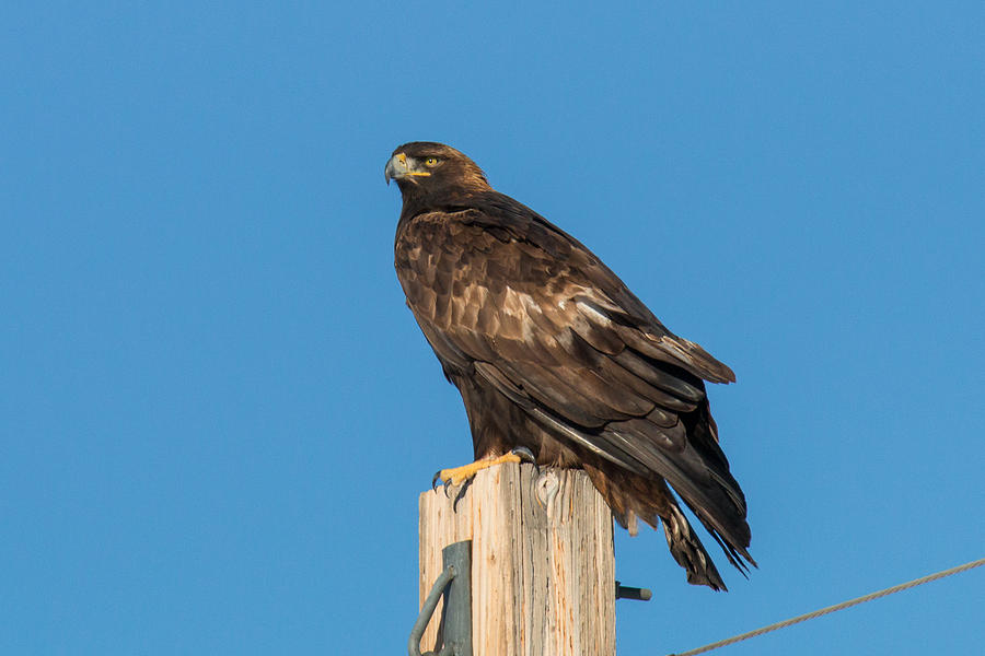 Golden Eagle Looks Regal Photograph