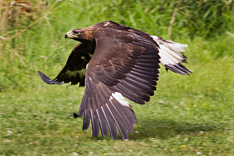 Golden Eagle Photograph by Peter J Sucy