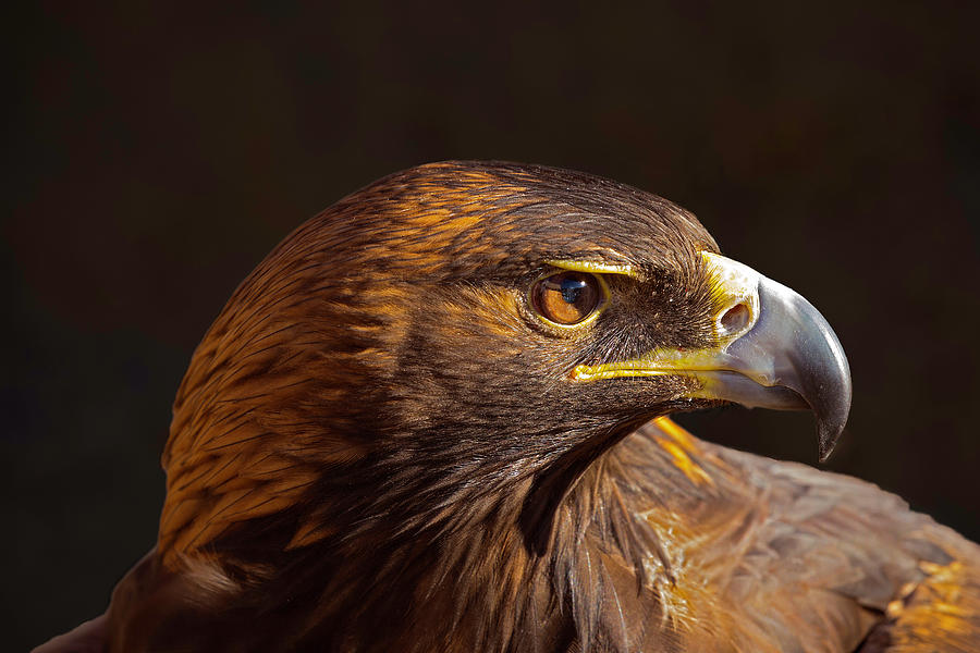 Golden Eagle Portrait 1 Photograph by Lowell Monke