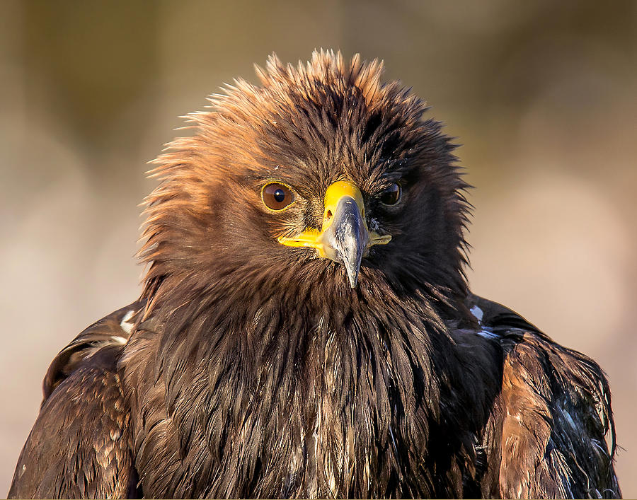 Golden Eagle Portrait  Photograph by Carl Olsen
