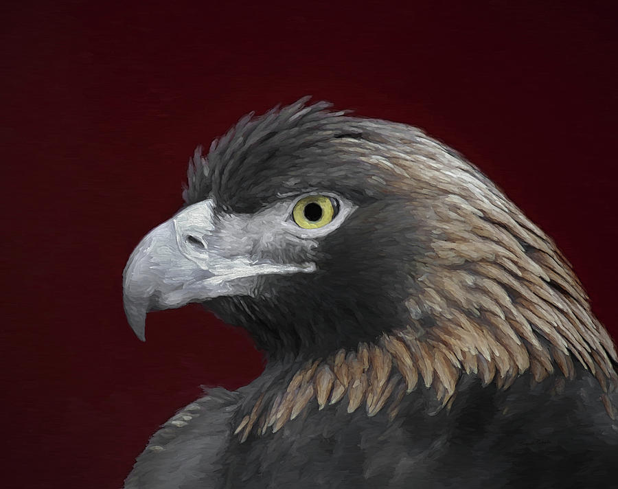 Golden Eagle Portrait 2 Digital Art by Ernest Echols