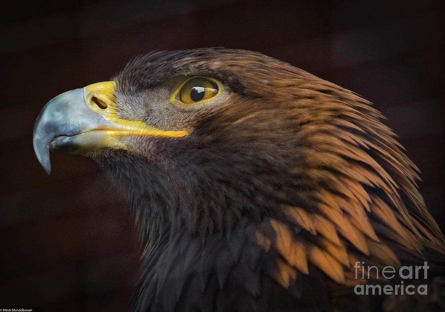 Golden Eagle Portrait Photograph by Mitch Shindelbower