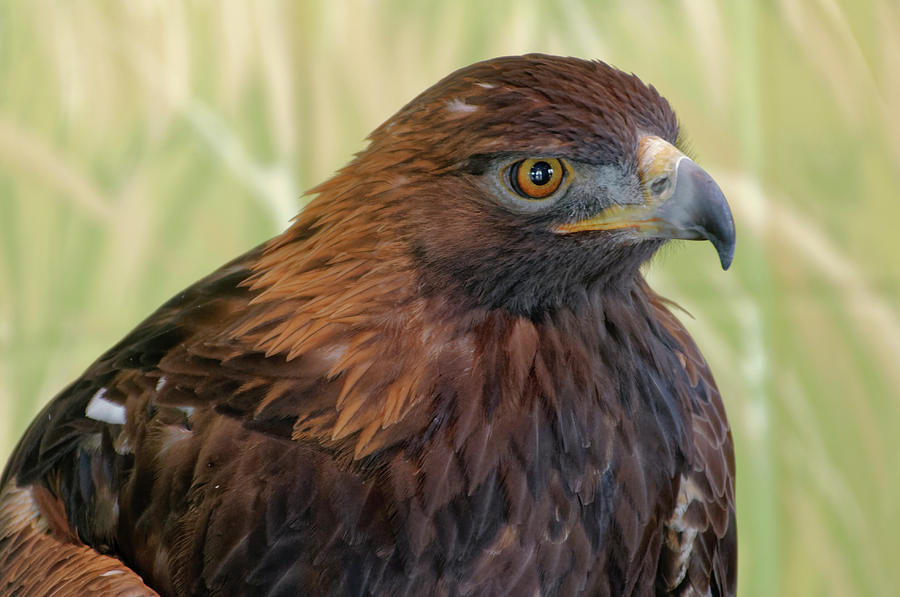 Golden Eagle Portrait