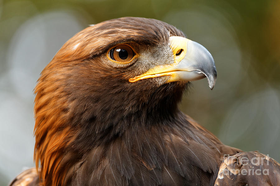 Golden Eagle - Posing for the Camera Photograph by Sue Harper - Fine ...