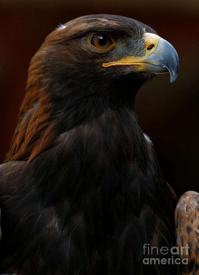 Golden Eagle Predator