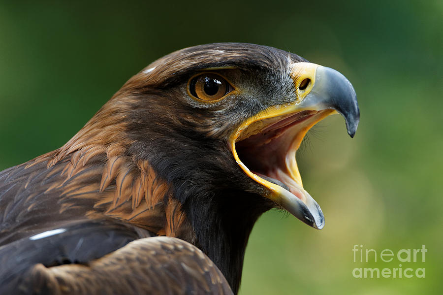 Golden Eagle - Raptor Calling Photograph by Sue Harper