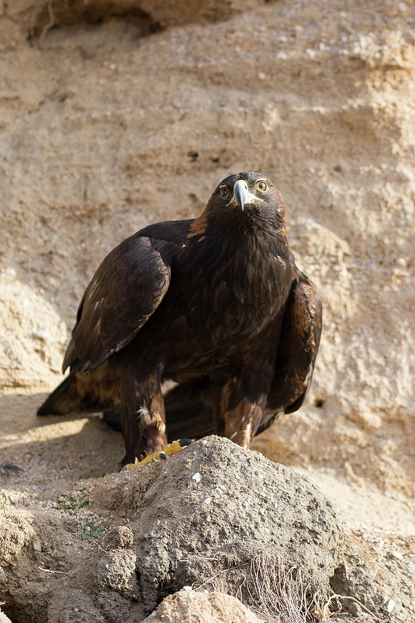 Golden Eagle Ready To Fly