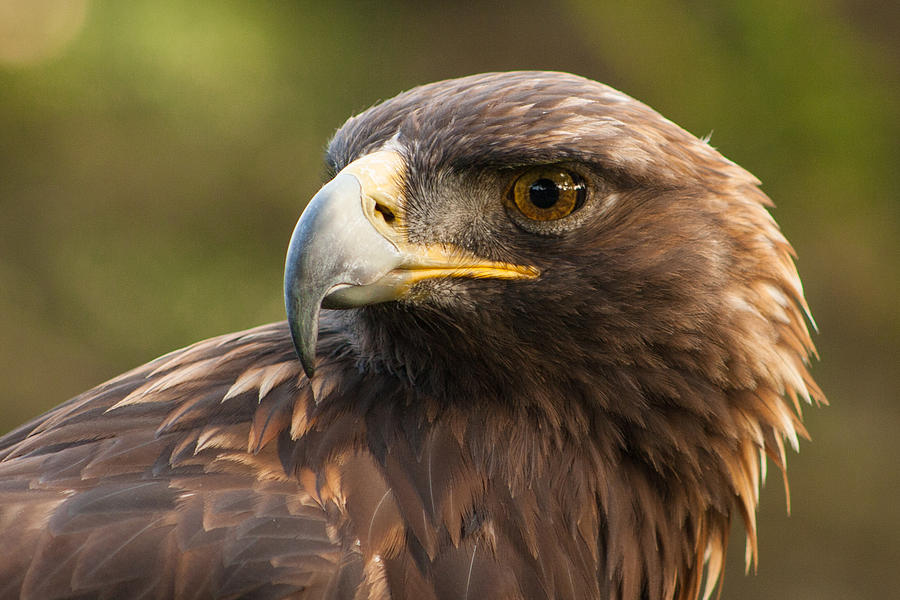 Golden Eagle Photograph by Richard Balison | Fine Art America