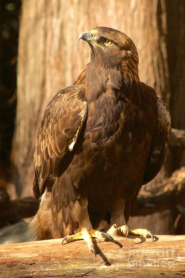 Golden Eagle Photograph by Sean Griffin