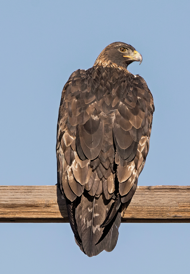Golden Eagle Sideways Glance Photograph by Loree Johnson
