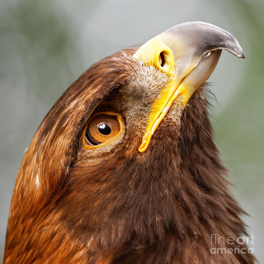 Golden Eagle - Sky Gazer Photograph by Sue Harper - Fine Art America