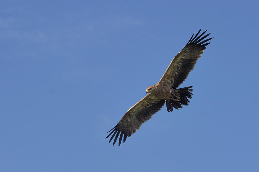 Golden Eagle Soaring Photograph by Brenda Smith DVM Golden Eagle Soaring Photograph by Brenda Smith DVM
