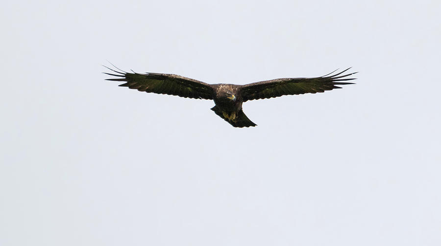 Golden Eagle Soars Photograph by Pete Walkden