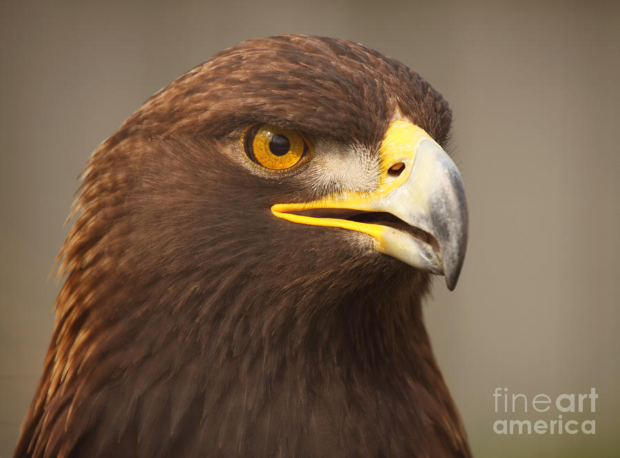 Golden Eagle Softly Calling Photograph by Max Allen