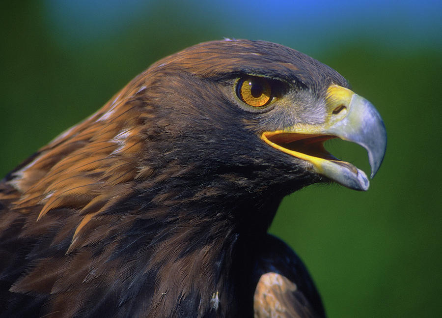 Golden Eagle Photograph by Tony Beck