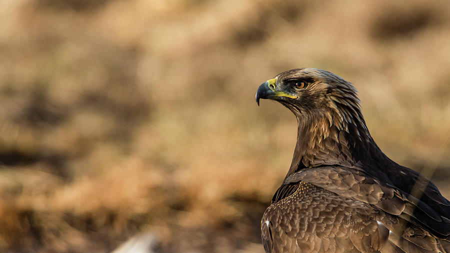Golden Eagle Photograph by Torbjorn Swenelius